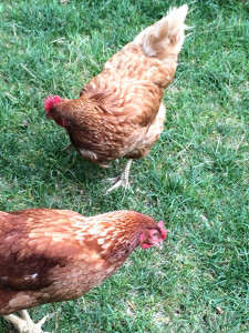 Chickens